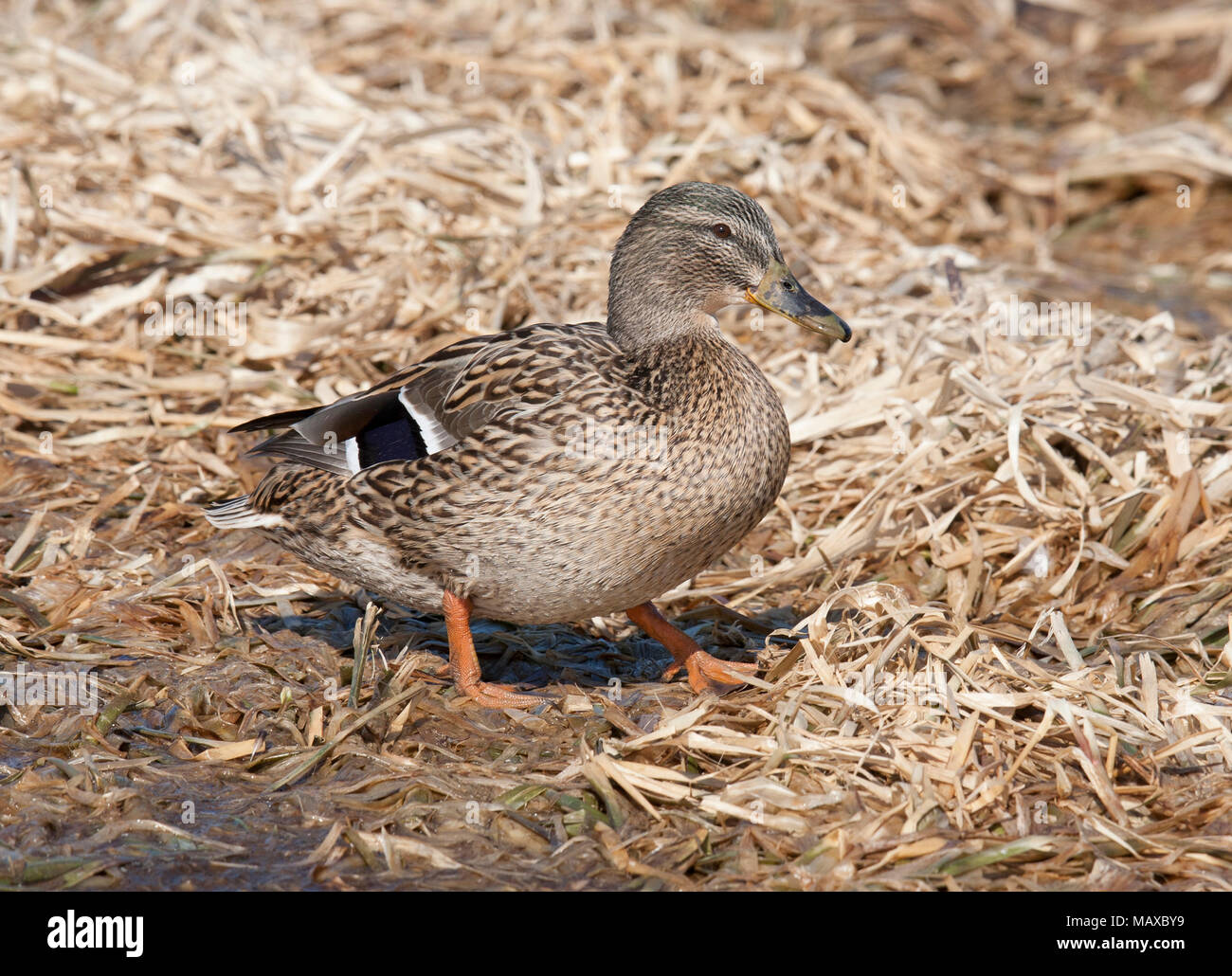 Stockente 2018 Stockfoto