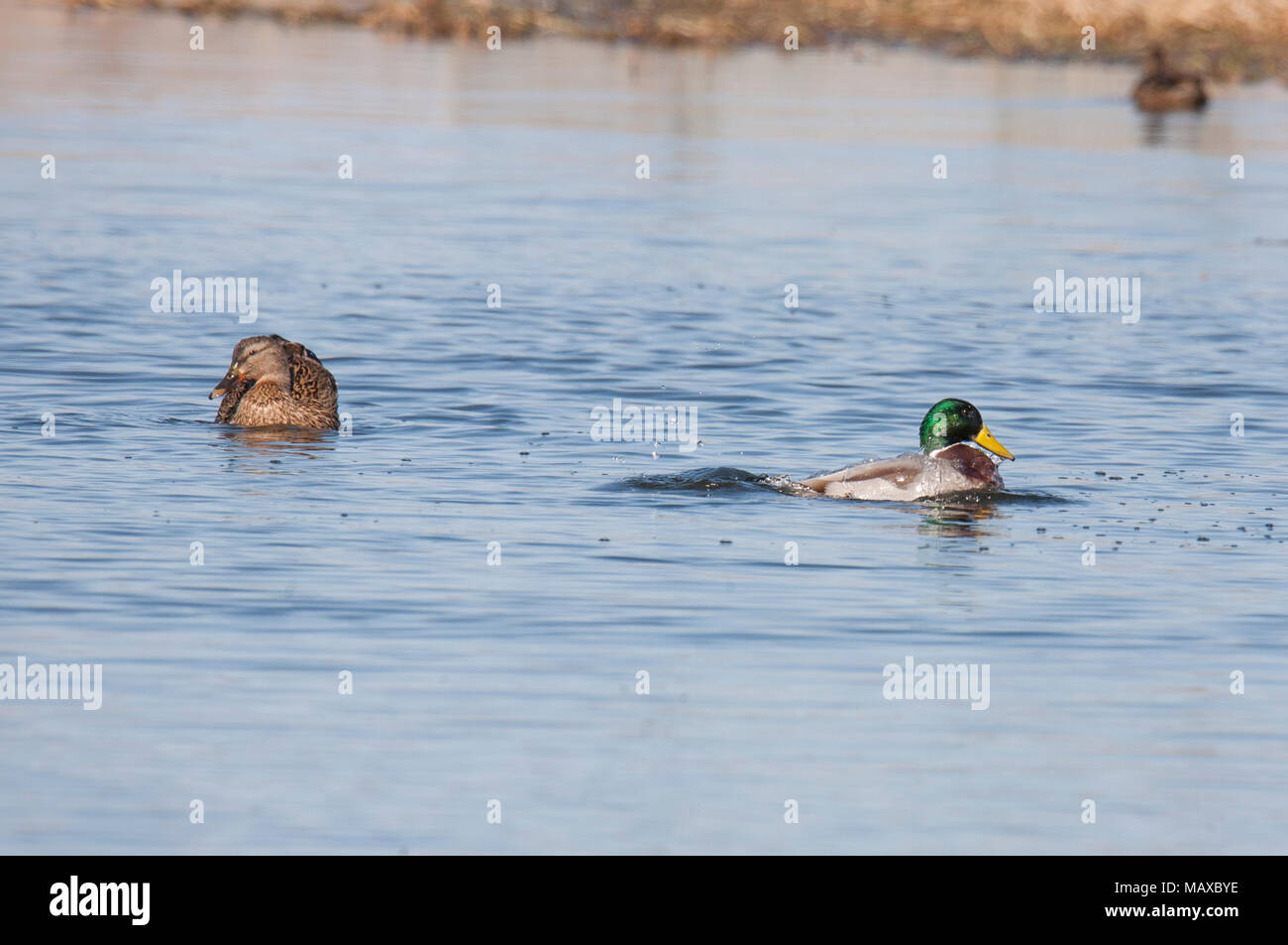 Stockente 2018 Stockfoto