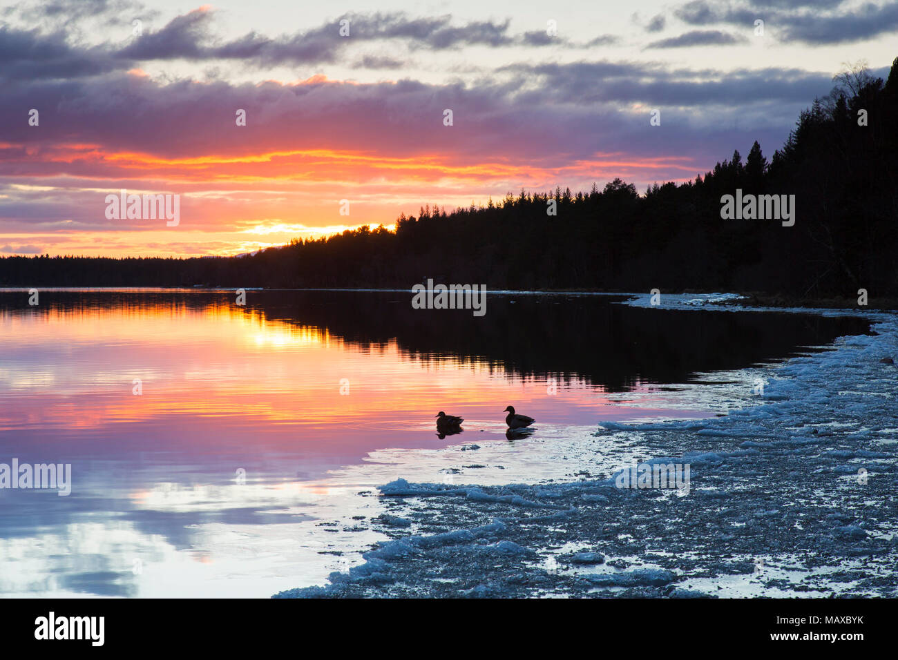 Loch Morlich bei Sonnenuntergang im Winter, Cairngorms National Park, Badenoch und Strathspey, Highland, Schottland, UK Stockfoto