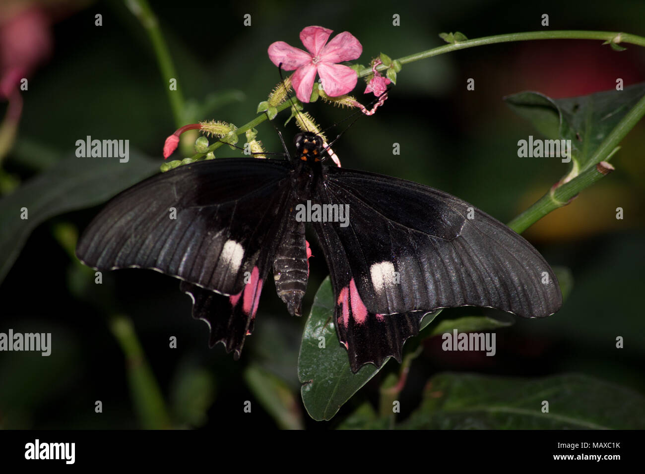 Ruby-Spotted Schwalbenschwanz Schmetterling Stockfoto