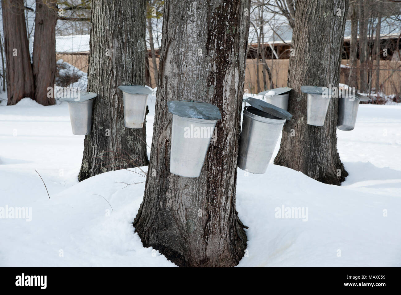 Traditionelle Eimer werden verwendet SAP aus Ahorn, indem sie die Bäume im Frühjahr in New England Ahornsirup und Ahorn su zu sammeln Stockfoto