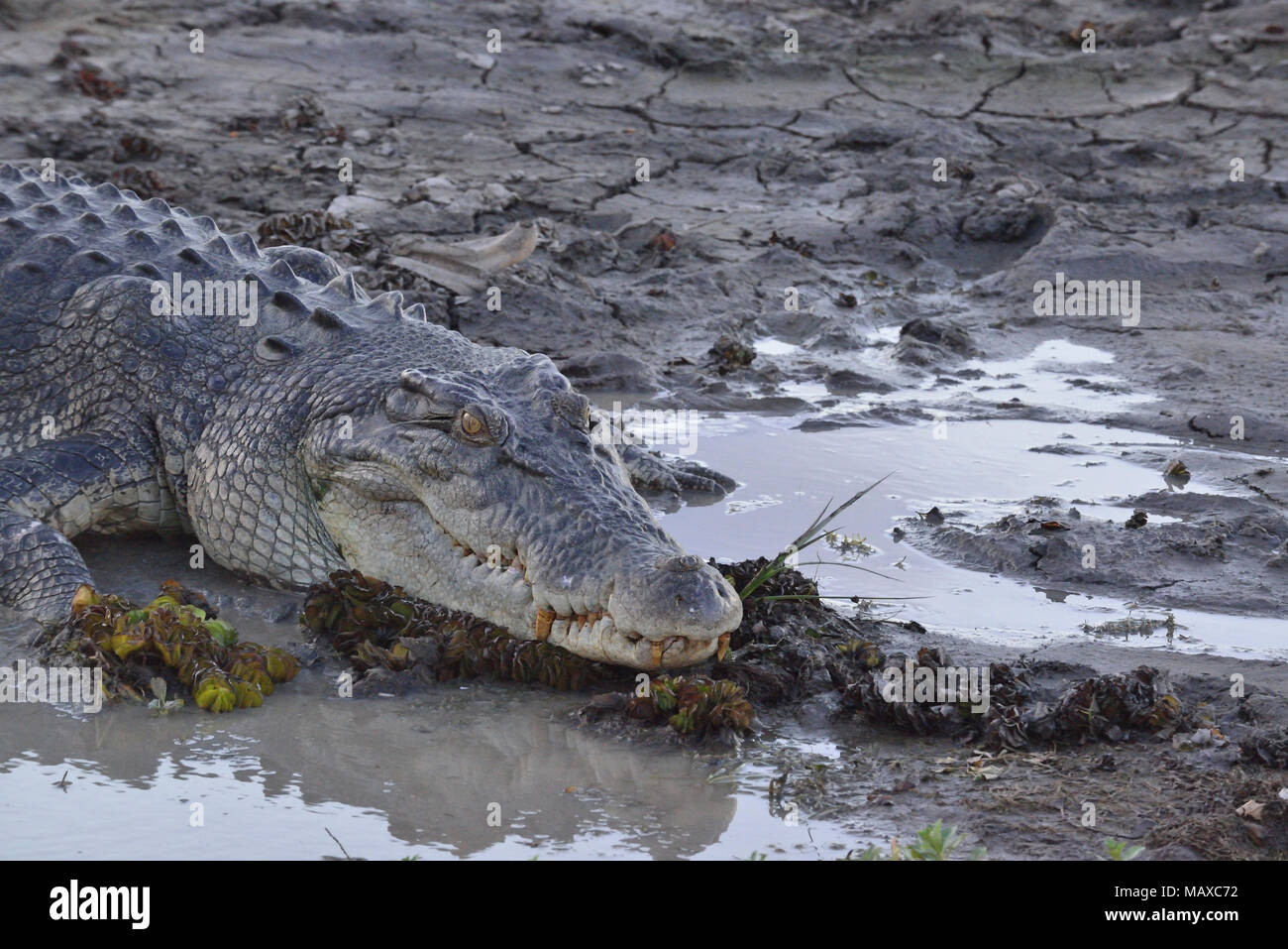 Großes Salzwasserkrokodil auf dem Yellow Water Billabong, Kakadu, Northern Territory, Top End, Australien Stockfoto