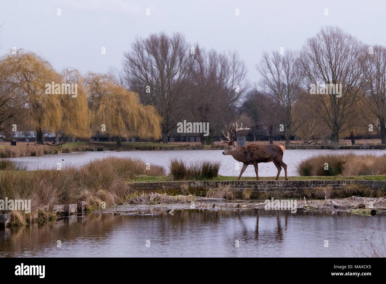 Red Deer Überqueren der Brücke in Bushy Park, Surrey Stockfoto