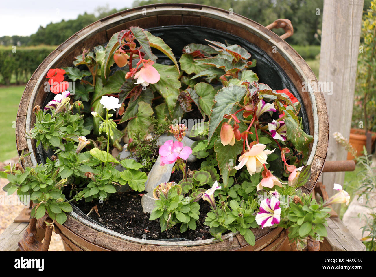 Blumen in einem Faß Wachsende Stockfoto