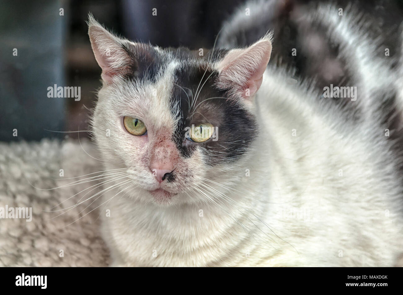 Eine schöne Nahaufnahme von einer Katze mit schwarzen Flecken Stockfoto