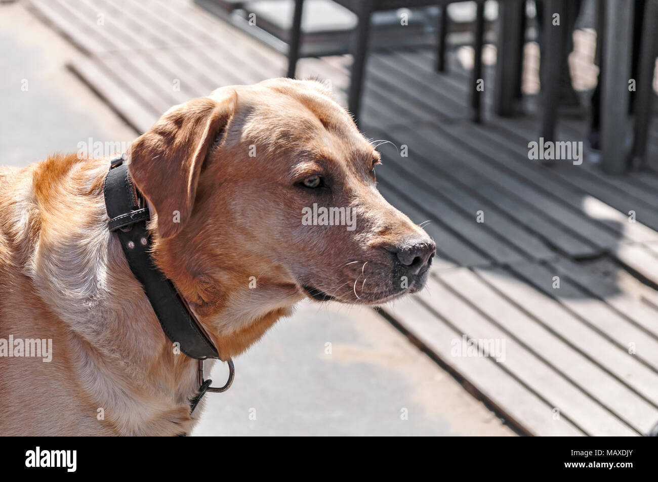 Eine enge Schuß eines der Kopf eines Labrador Hund Stockfoto