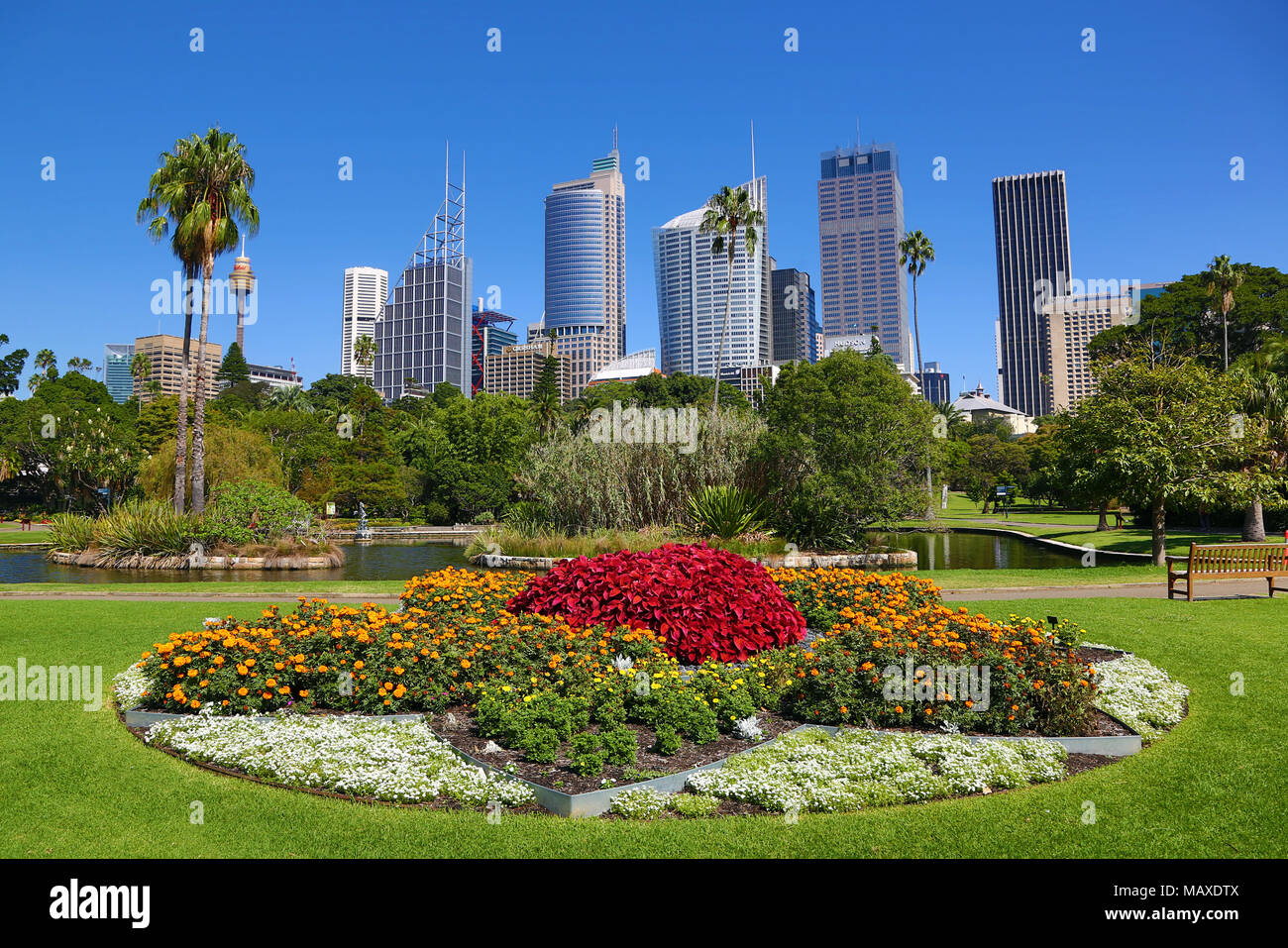Sydney City Skyline und CBD und die Royal Botanic Gardens, Sydney, New South Wales, Australien Stockfoto