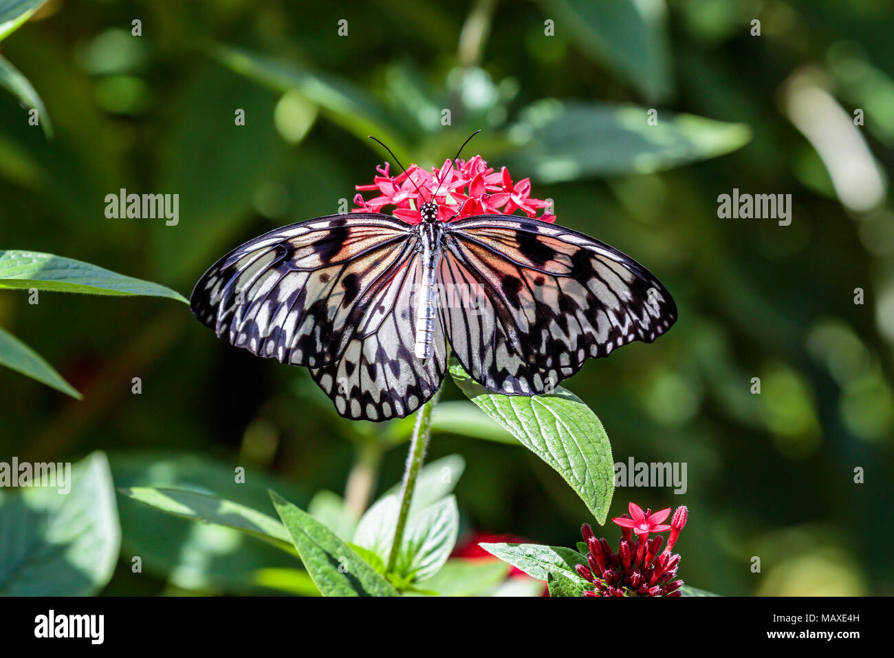 Großer Schmetterling, Papier Kit (idea leuconoe) auf roten Blüte Stockfoto