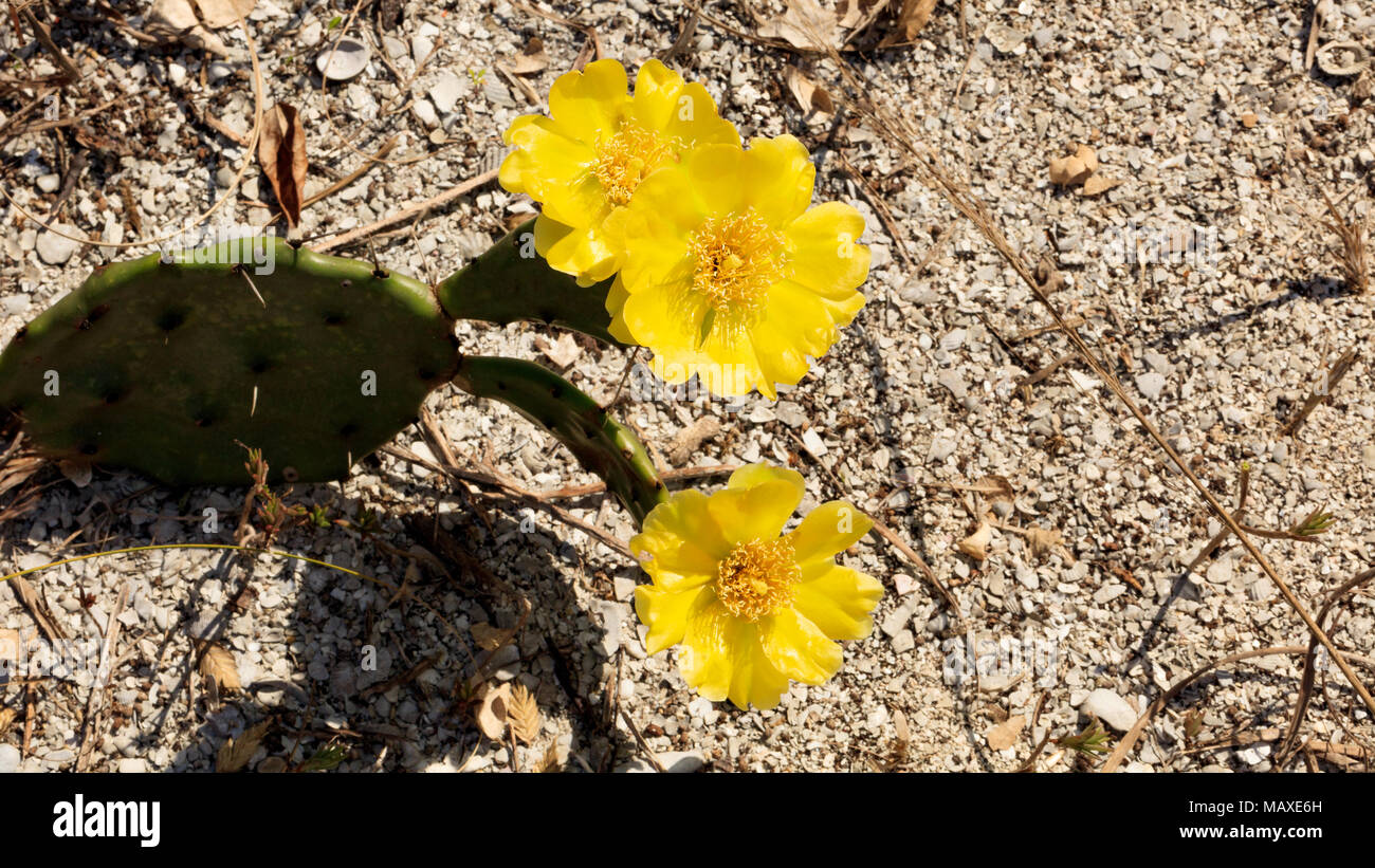 Cactus (Opuntia phaecantha) mit drei Blüten in natürlicher Umgebung, Clouse, Sanibel Island, Florida, USA Stockfoto