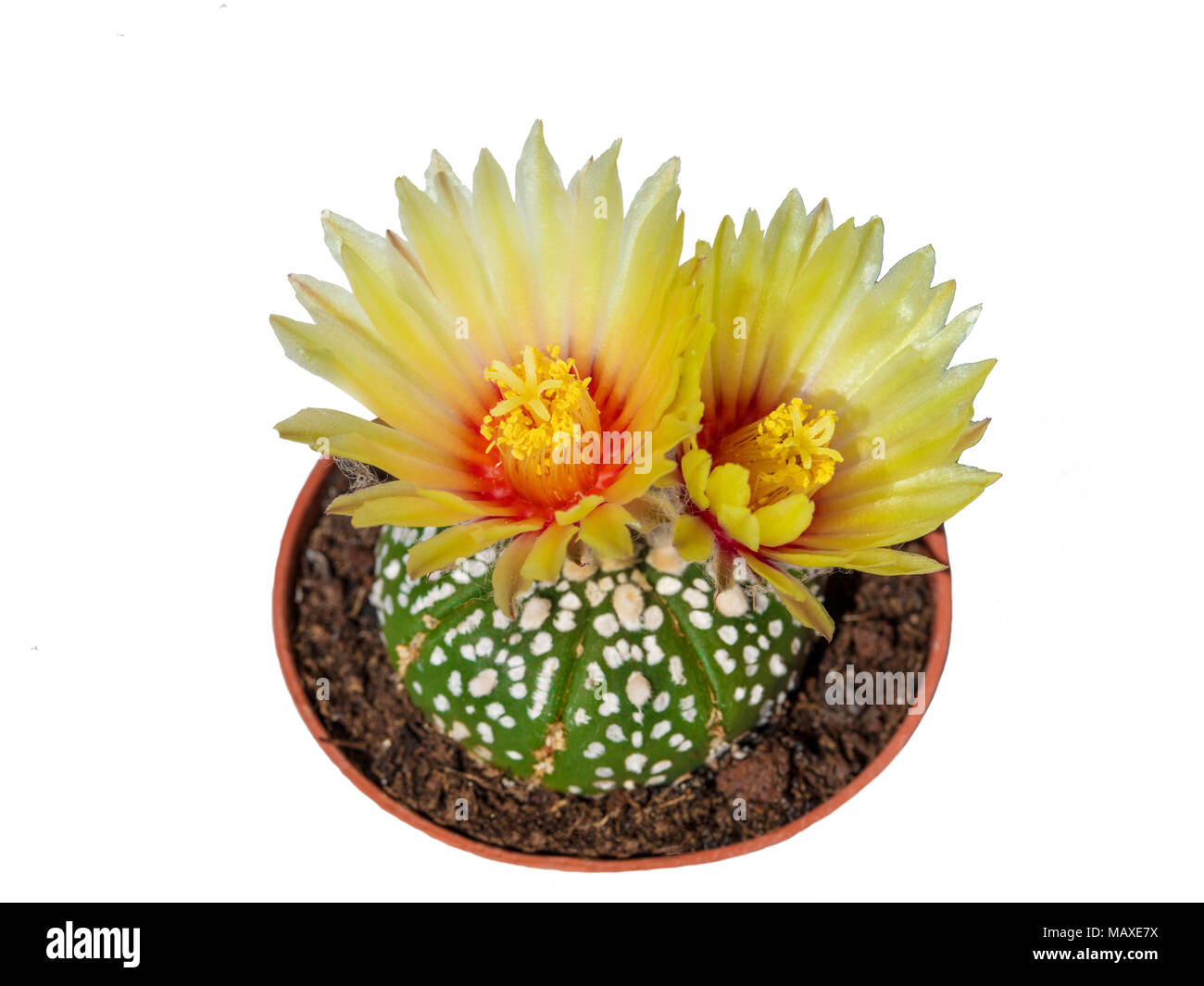 Kakteen Astrophytum asterias mit zwei gelben Blüten im Topf, isoliert Stockfoto