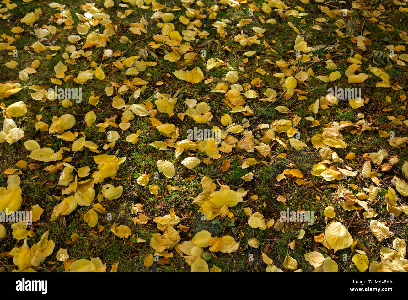WA 15026-00 ... WASHINGTON - Herbst bunte Blätter, die das Gras am Green Lake City Park in Seattle. Stockfoto