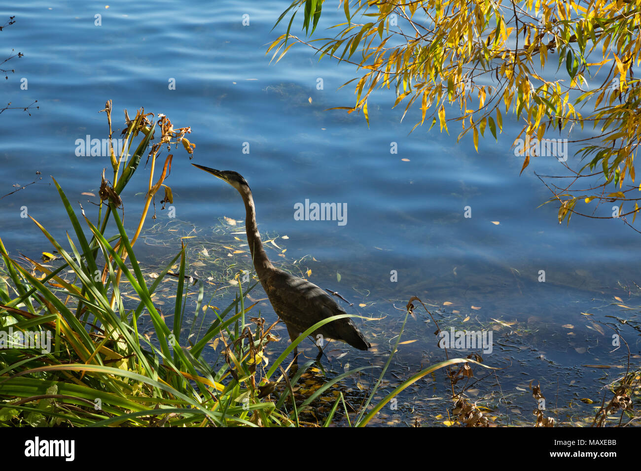 WA 15036-00 ... WASHINGTON - Blue Heron zu Fuß durch das seichte Wasser am Ufer des Sees, eine Stadt park in Seattle. Stockfoto