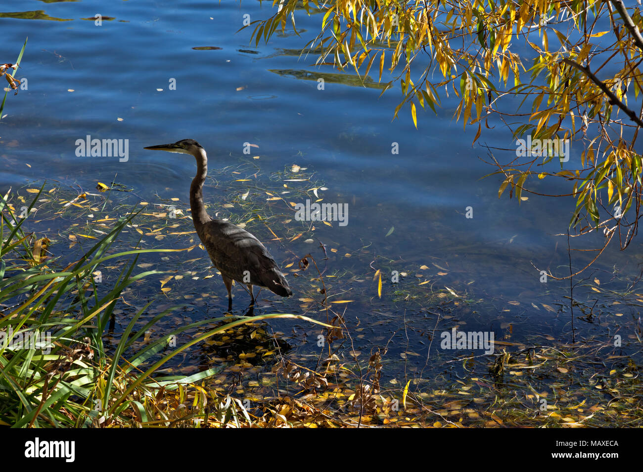 WA 15037-00 ... WASHINGTON - Blue Heron zu Fuß durch das seichte Wasser am Ufer des Sees, eine Stadt park in Seattle. Stockfoto