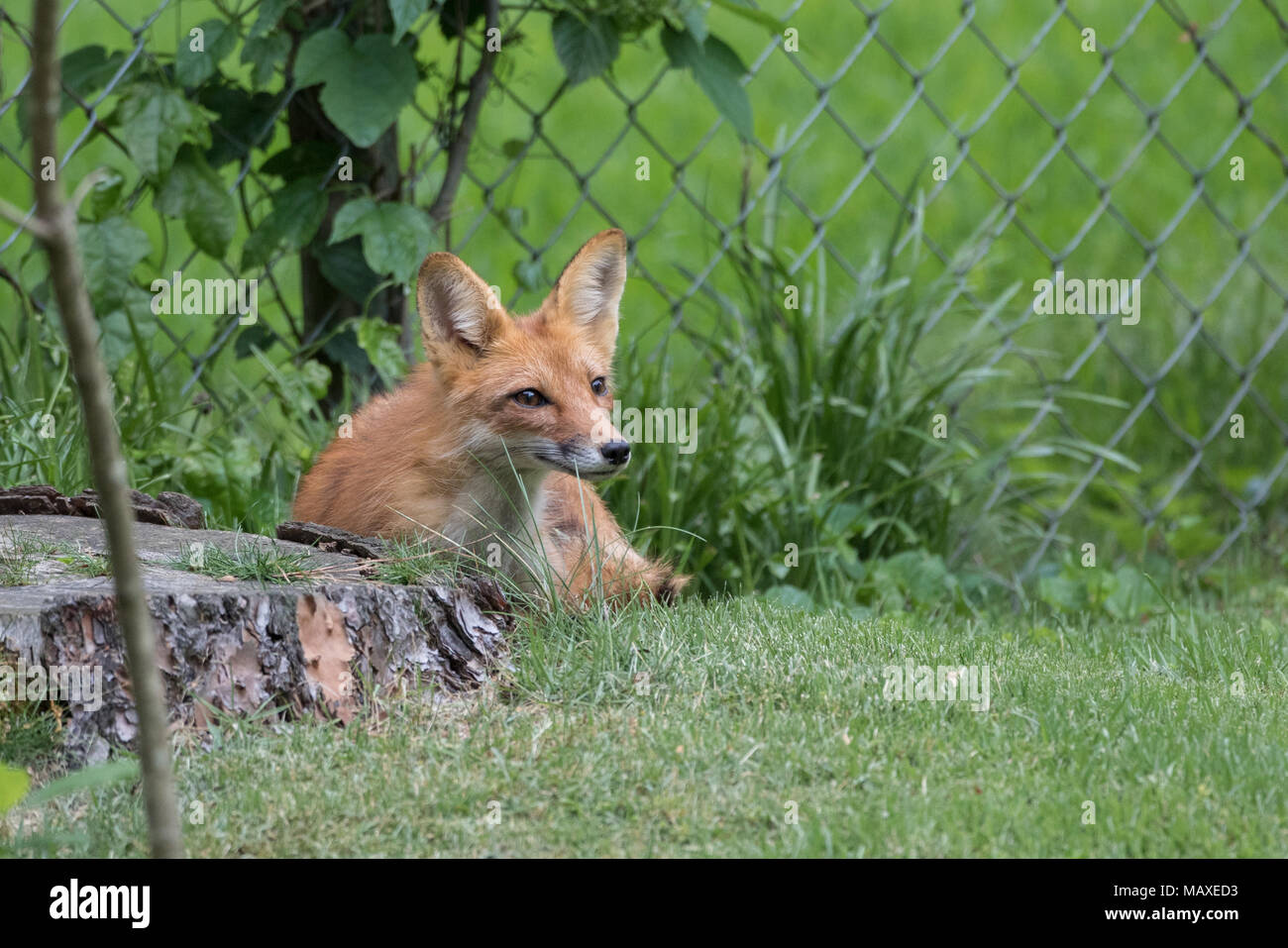 Eine städtische Red fox Vixen nach einem anstrengenden Nacht. Stockfoto