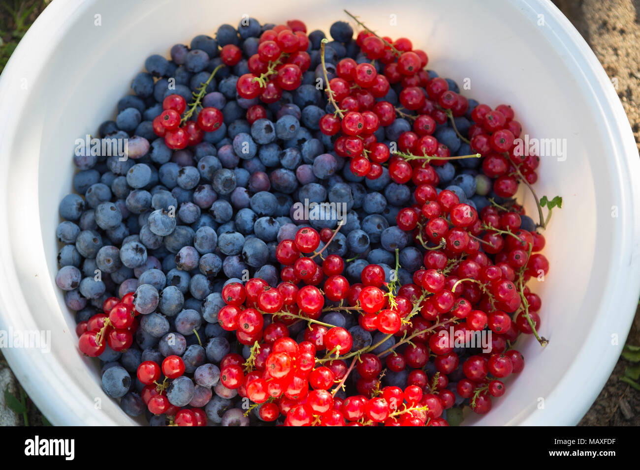 Rote Beeren und Heidelbeeren in einem Eimer in den Schrebergarten gesammelt Stockfoto