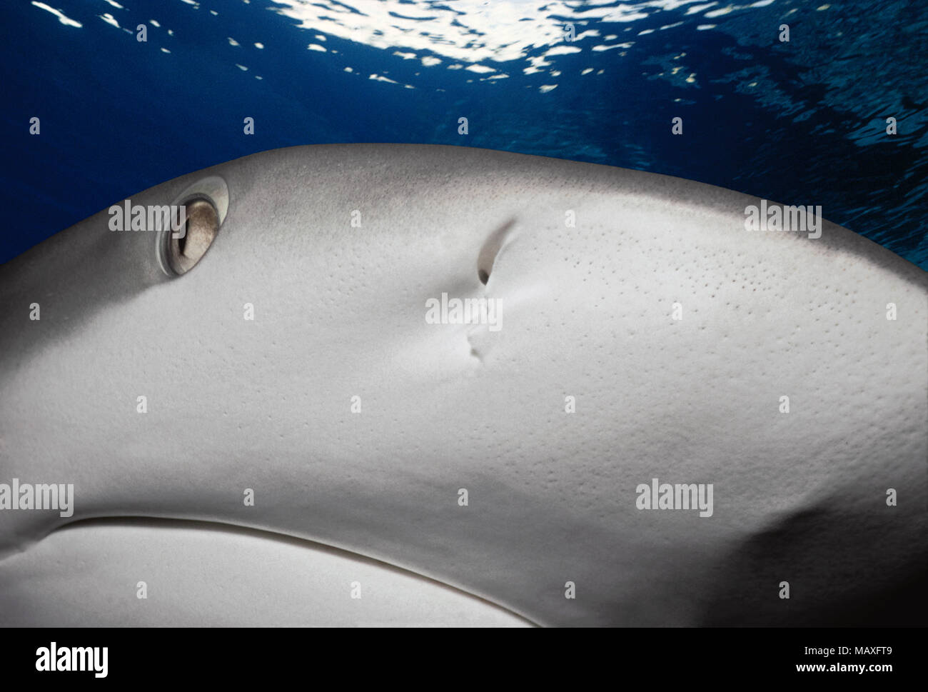 Karibische Riffhai (Carcharhinus perezi), Bahamas - Karibik. Dieses Bild wurde digital nachbearbeitet, abgelenkt oder zu mehr inte hinzufügen zu entfernen. Stockfoto
