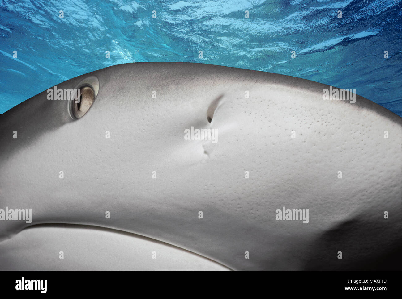 Karibische Riffhai (Carcharhinus perezi), Bahamas - Karibik. Dieses Bild wurde digital nachbearbeitet, abgelenkt oder zu mehr inte hinzufügen zu entfernen. Stockfoto
