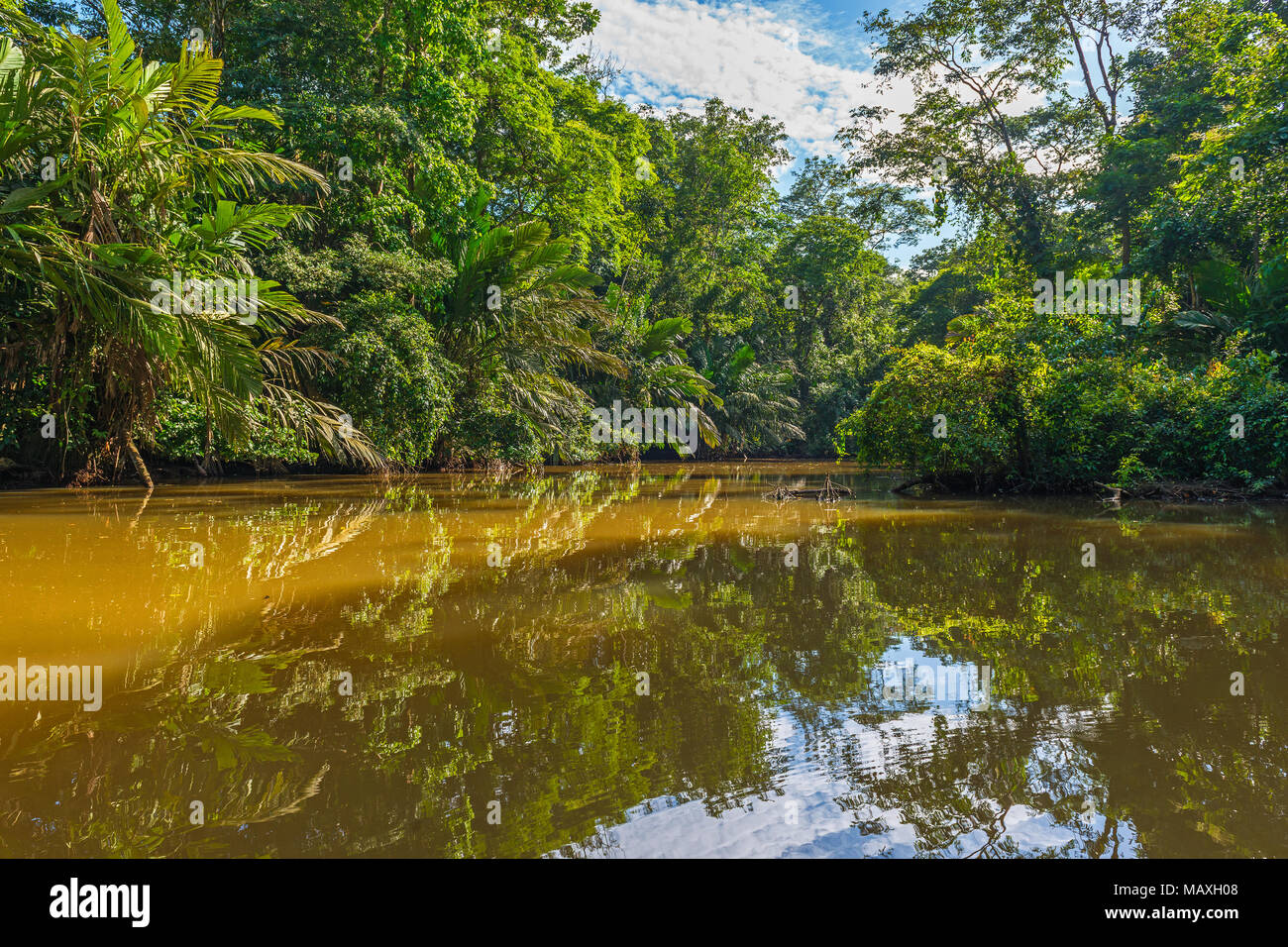 Landschaft in Tortuguero National Park mit seinen Kanälen und tropischen Regenwald in der Nähe der Karibik, Costa Rica, Mittelamerika. Stockfoto Landschaft in Tortuguero National Park mit seinen Kanälen und tropischen Regenwald in der Nähe der Karibik, Costa Rica, Mittelamerika. Stockfoto