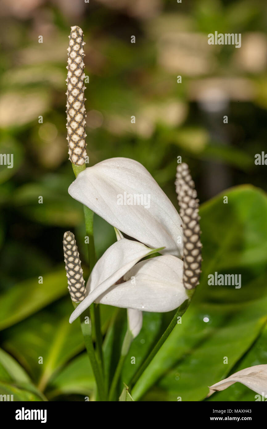 Peace Lily, Liten fredskalla (Spathiphyllum floribundum) Stockfoto