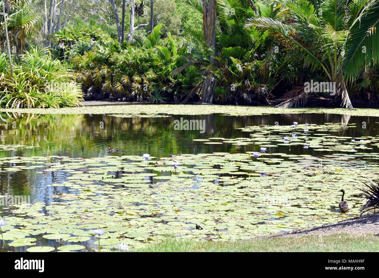 See mit Lily Pads. Stockfoto See mit Lily Pads. Stockfoto