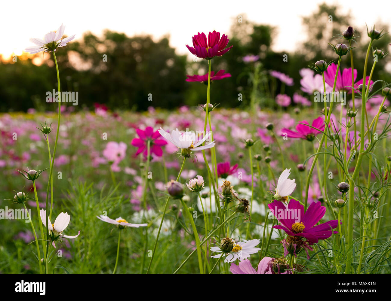 Kosmos rosa Blumen Stockfoto
