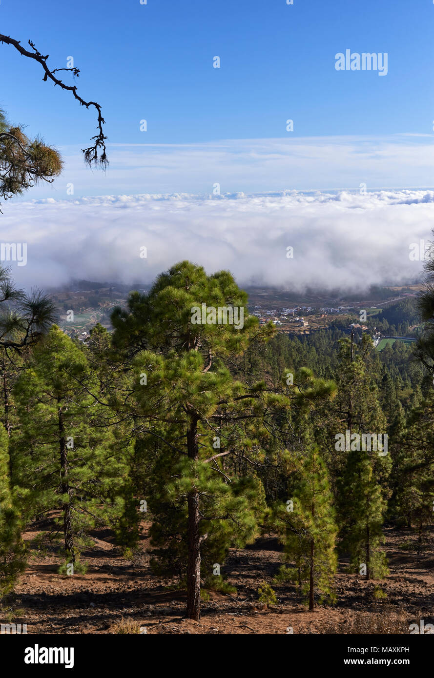 Von Über den Wolken in den Nationalpark Teide getroffen, auf die küstennahen Flachland von Teneriffa auf den Kanarischen Inseln. Stockfoto