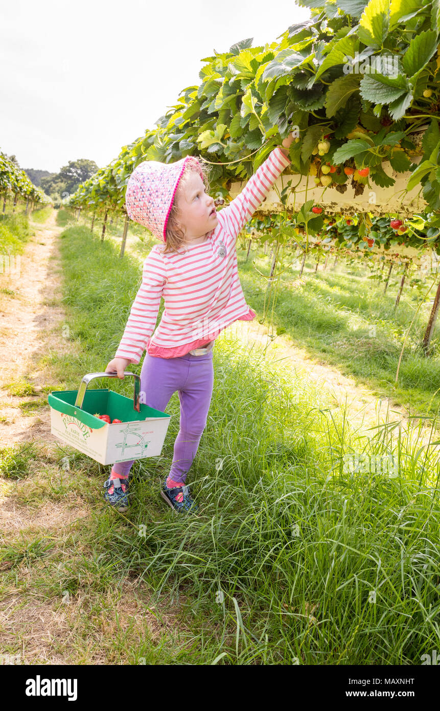 Drei Jahre altes Kind Kommissionierung Erdbeeren in Parkside Bauernhof Wählen Sie Ihre Eigenen, Enfield, London, UK Stockfoto