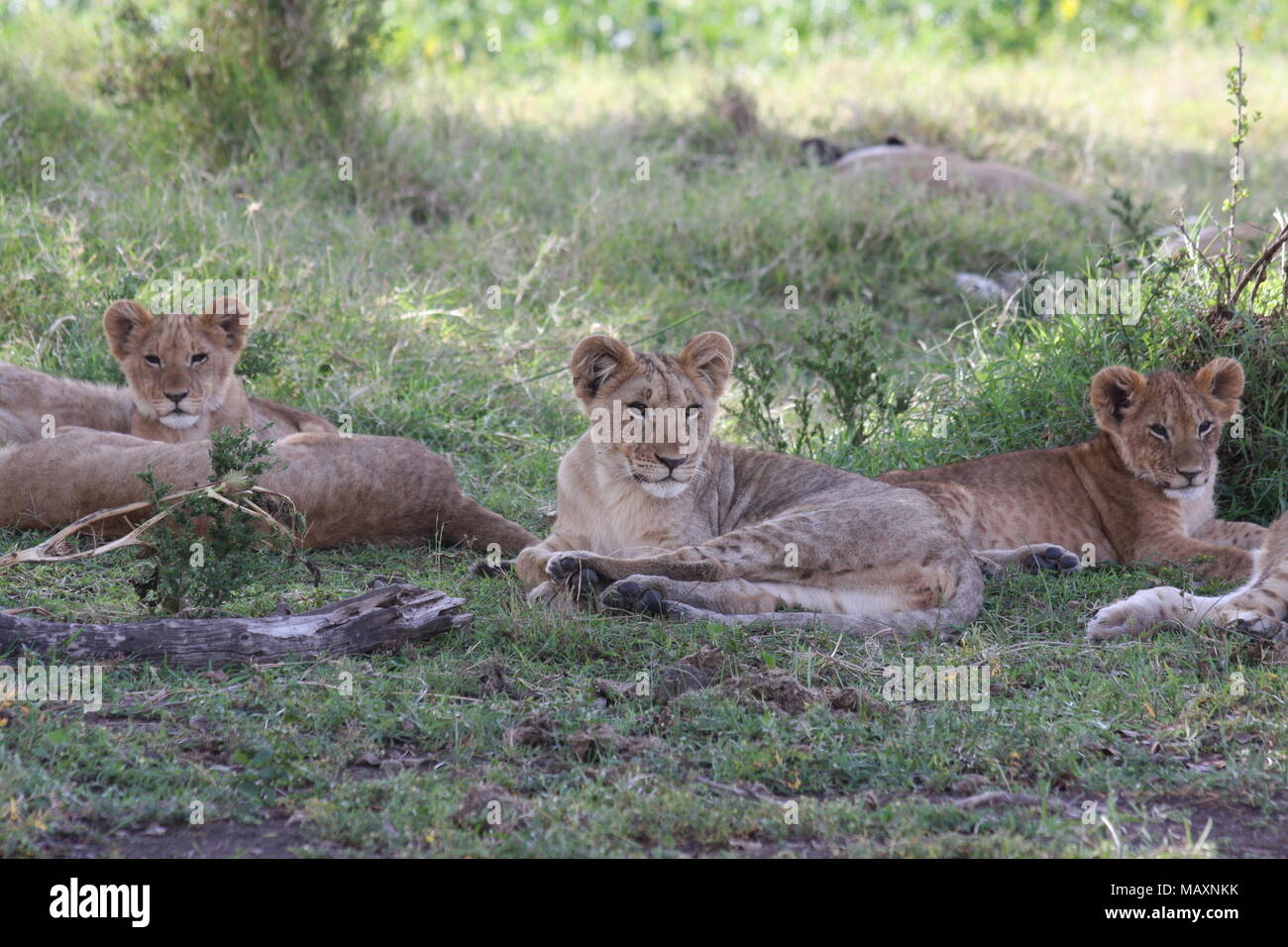 Lion Cubs ruht in der Familie stolz Stockfoto