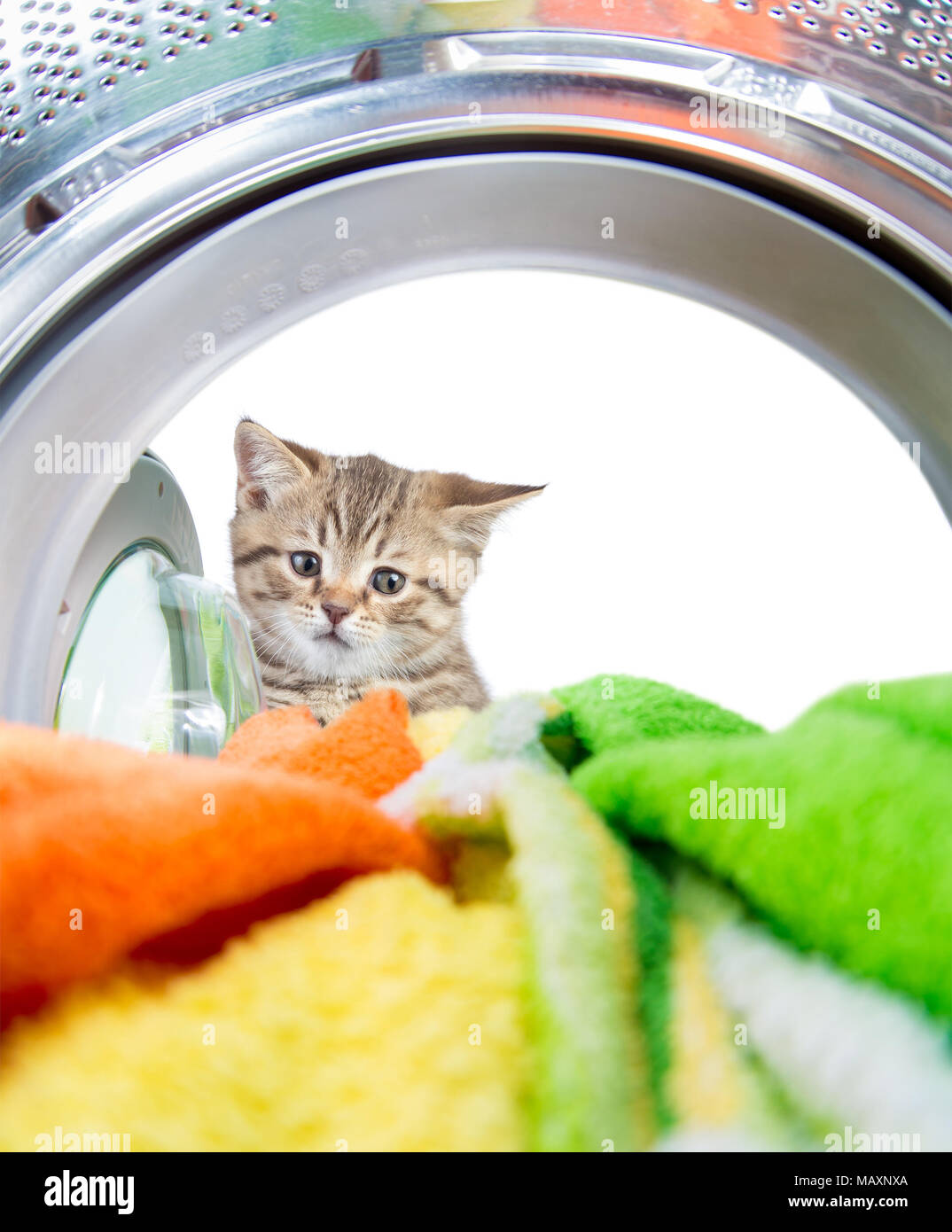 Katze schauen innerhalb Waschen Maschine mit Interesse Stockfoto
