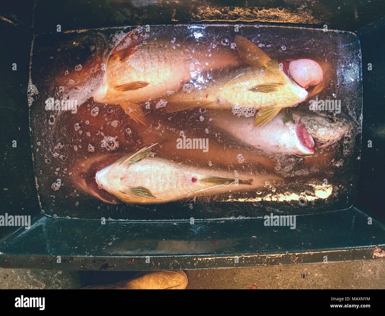 Frisch gefangenen Kabeljau in schwarzem Kunststoff Kiste mit anderen Fänge. Der Fisch zuletzt seinen Mund öffnen und keuchte Stockfoto