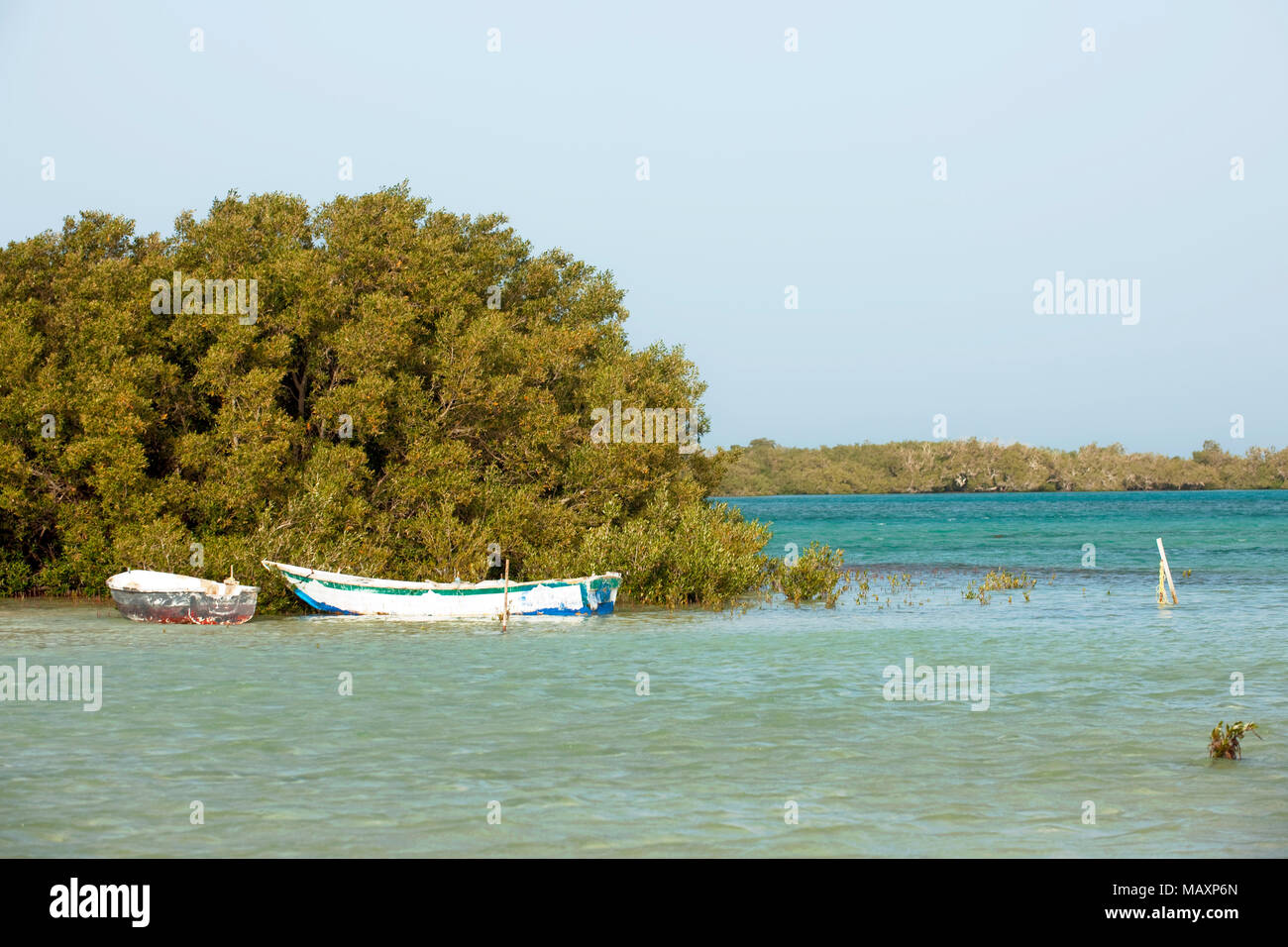 Ägypten, Sinai, Sharm El Sheikh, Nabq National Reserve, Mangrovenwald Stockfoto