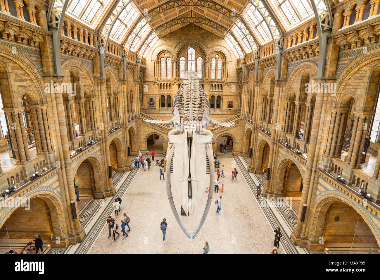 25 Meter langen blauwal Skelett in der Haupthalle des Natural History Museum, London, UK Stockfoto