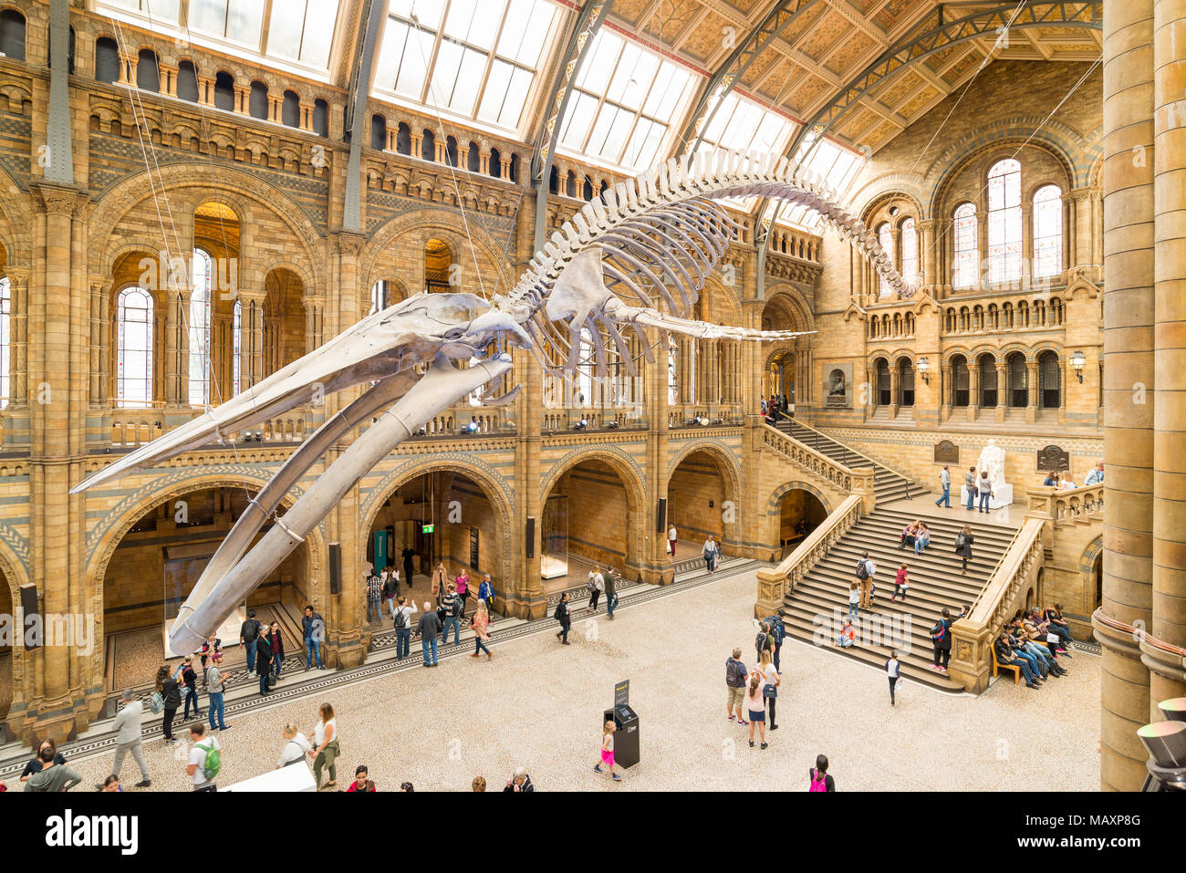 25 Meter langen blauwal Skelett in der Haupthalle des Natural History Museum, London, UK Stockfoto