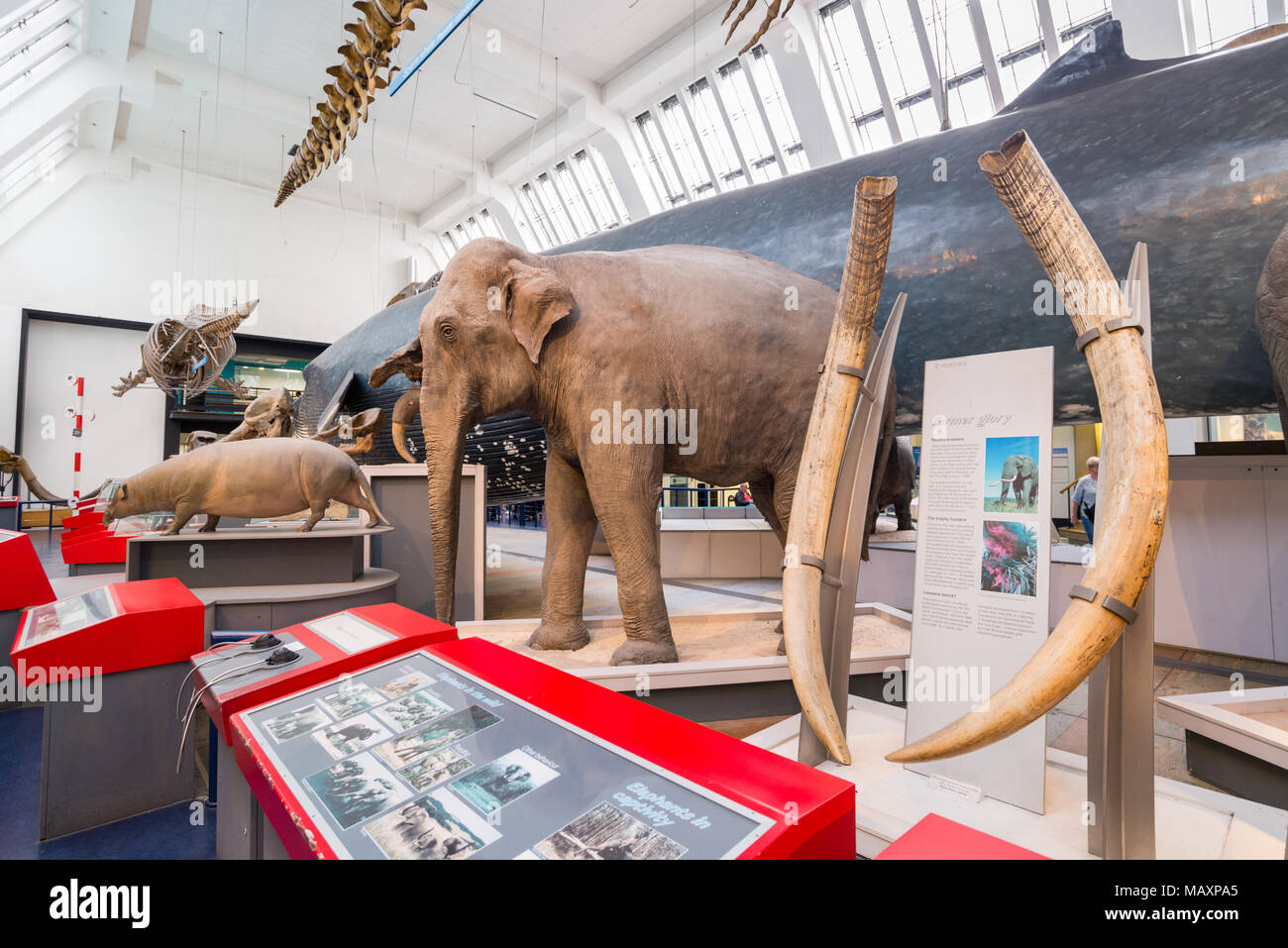 Modelle der Säugetiere im Natural History Museum, London, UK Stockfoto