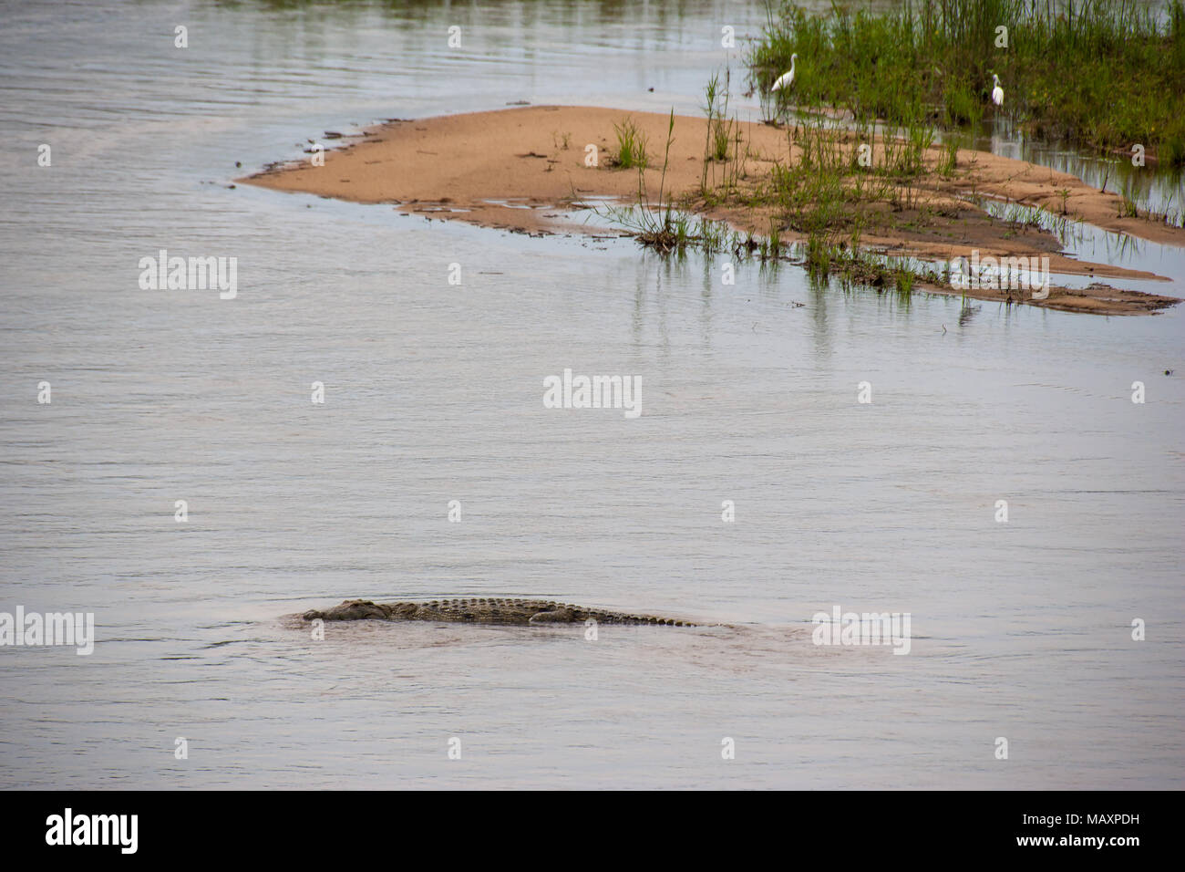Kruger National Park, Mpumalanga, Südafrika Stockfoto