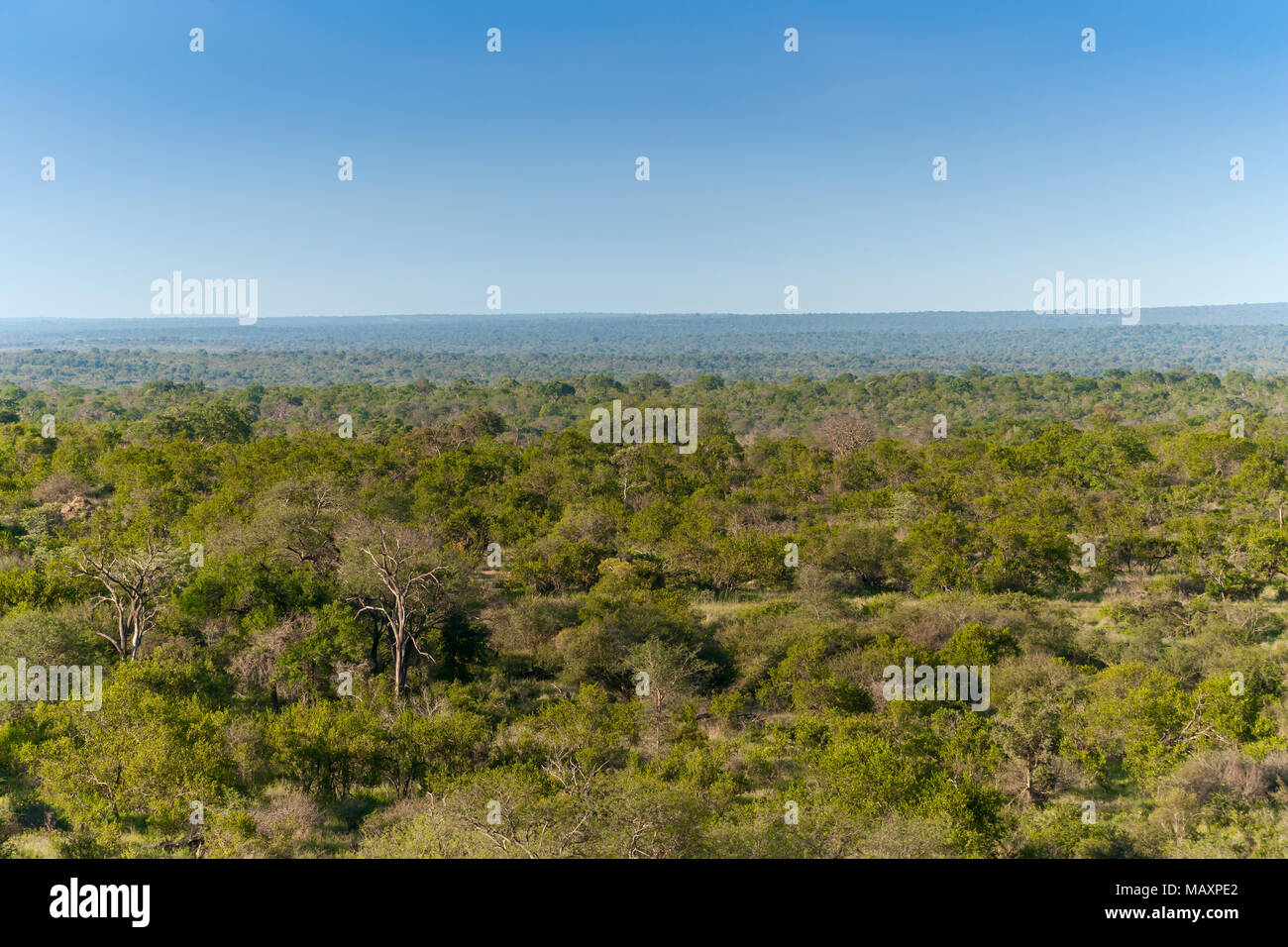 Kruger National Park, Mpumalanga, Südafrika Stockfoto