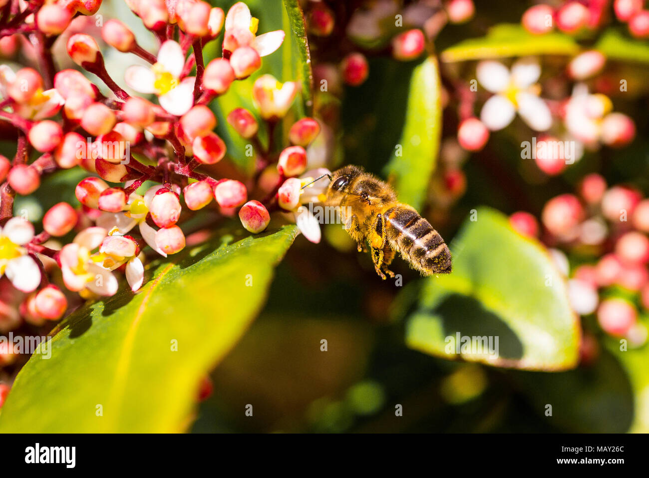 Honig Biene sammelt Nektar und Pollen von einem frühen Blüte Viburnum Strauch helle Frühlingssonne, England. Stockfoto