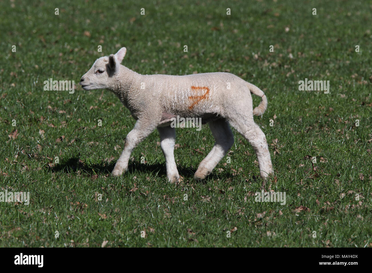 North Yorkshire, Großbritannien, 5. April 2018, Springtime kommt schließlich in North Yorkshire Credit: Credit: Matt Pennington / Alamy Live News Stockfoto