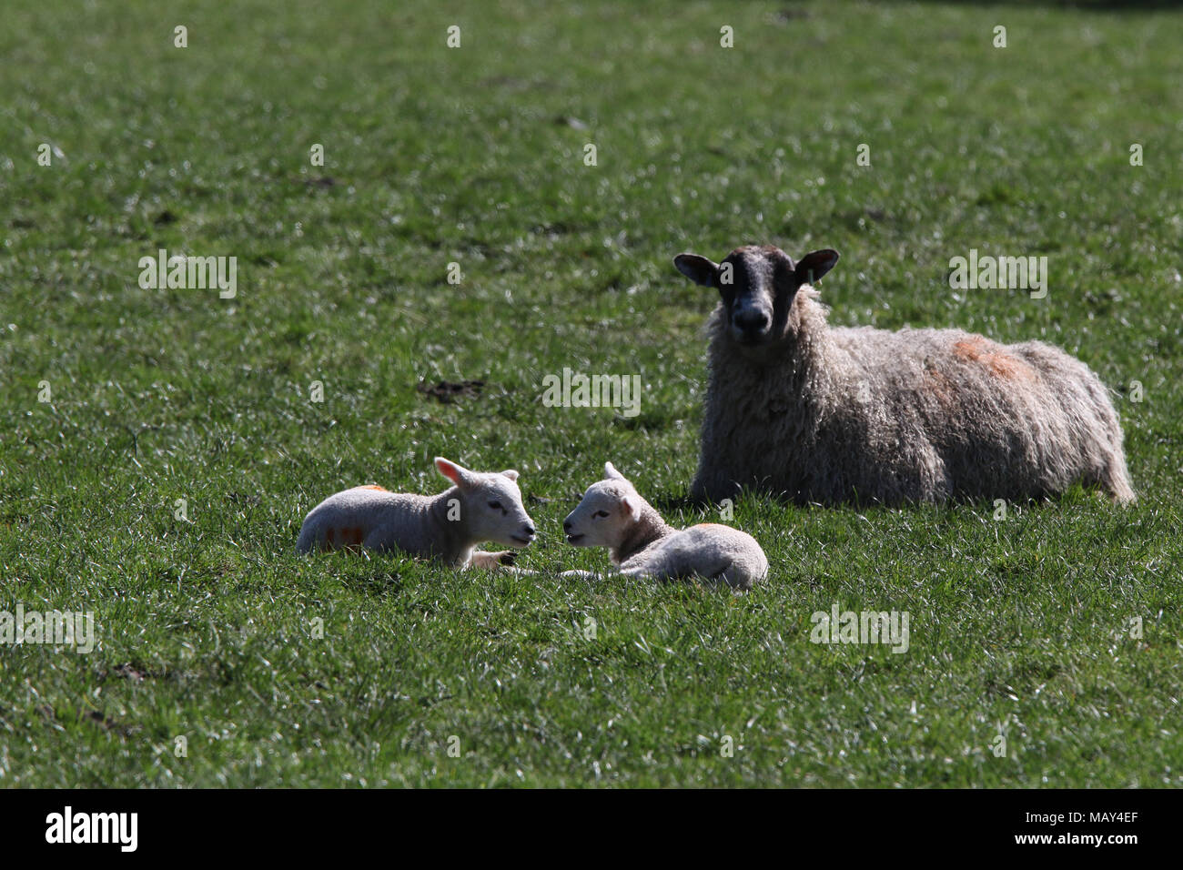 North Yorkshire, Großbritannien, 5. April 2018, Springtime kommt schließlich in North Yorkshire Credit: Credit: Matt Pennington / Alamy Live News Stockfoto