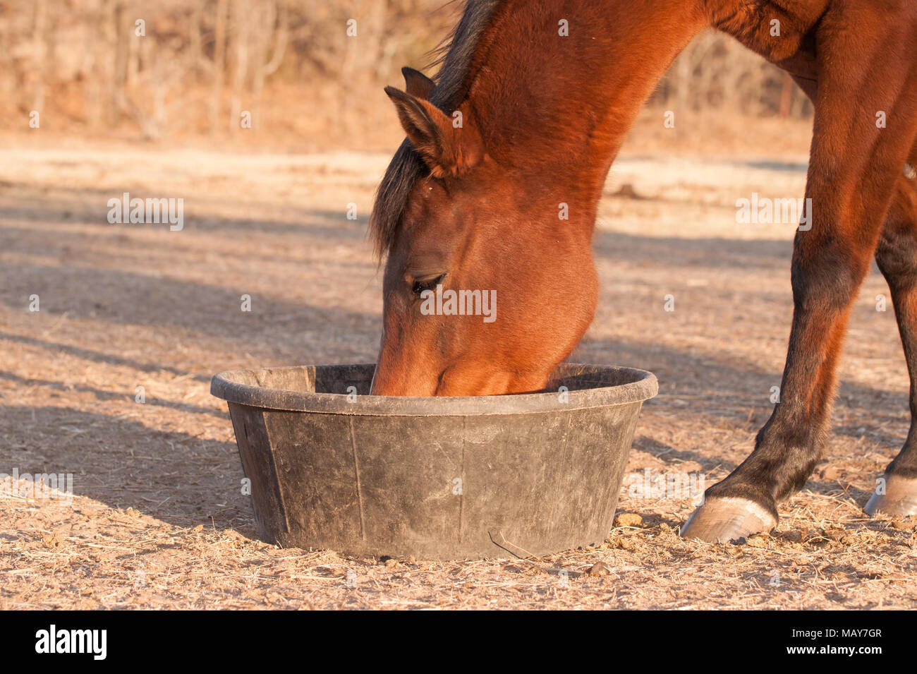 Red Bay Horse essen ihr Futter aus einem Gummi pan in Weiden Stockfoto
