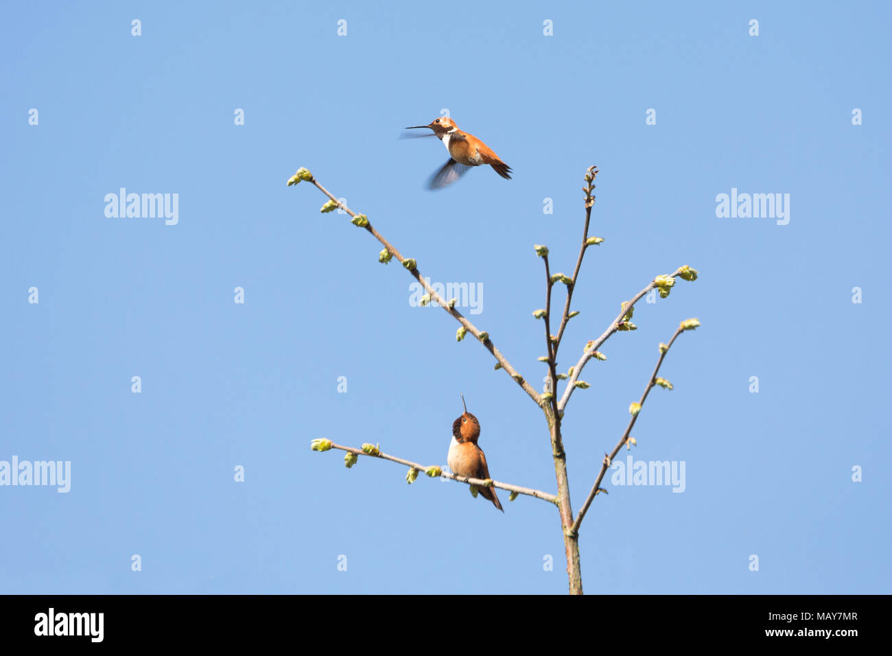 Rufous Kolibri im Flug an BC Kanada, kämpfen für territoriale Stockfoto