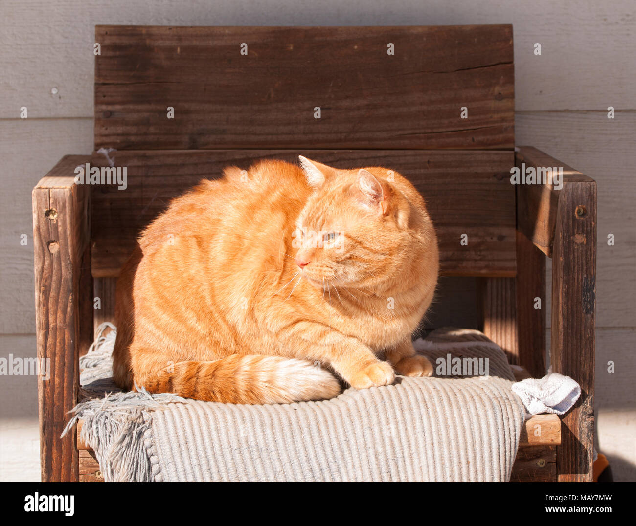 Ginger tabby Katze sitzt auf einem hölzernen Stuhl an einem sonnigen Platz im Freien im Winter, genießen Sie die Wärme der Sonne Stockfoto