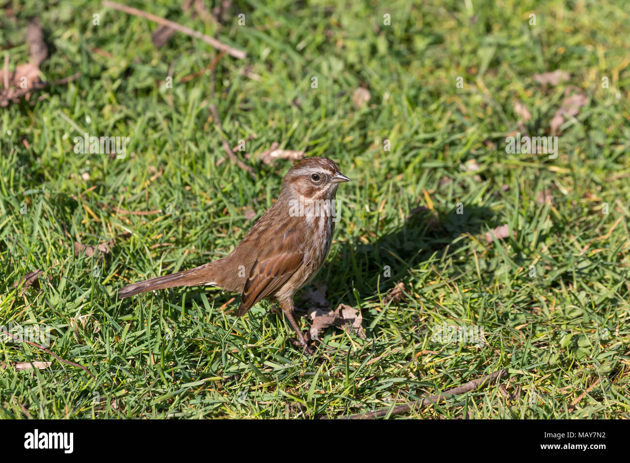 Einen Song sparrow Vogel bei BC Kanada Stockfoto