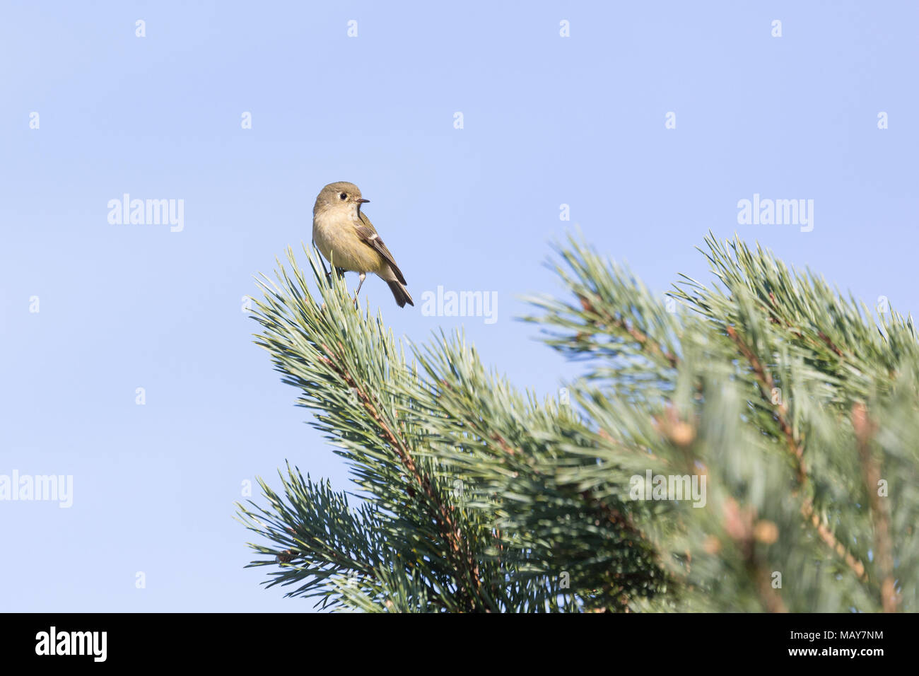 Eine orange gekrönt kinglet Vogel bei BC Kanada Stockfoto