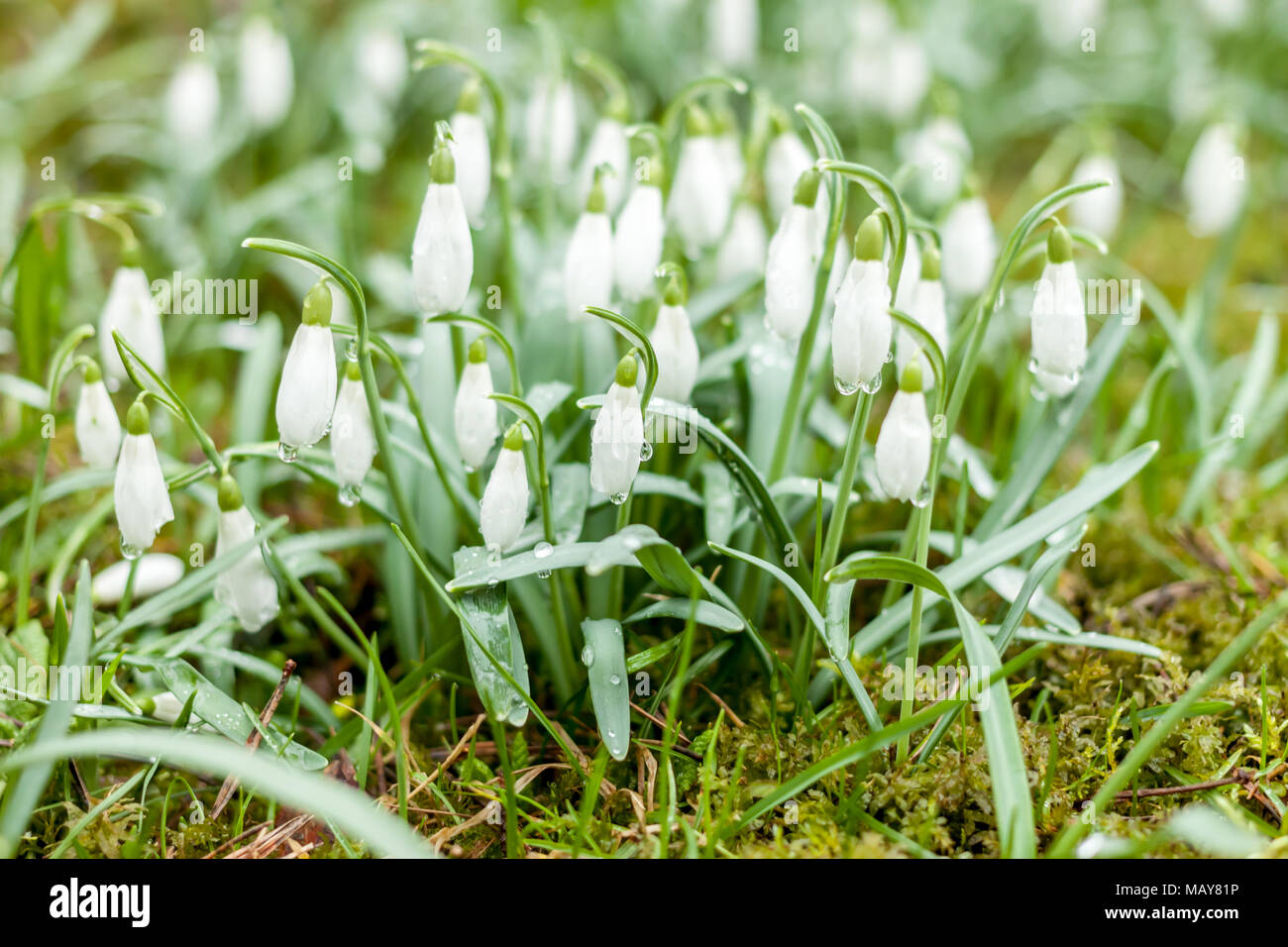 Schöner Frühling Blumen Schneeglöckchen Stockfoto