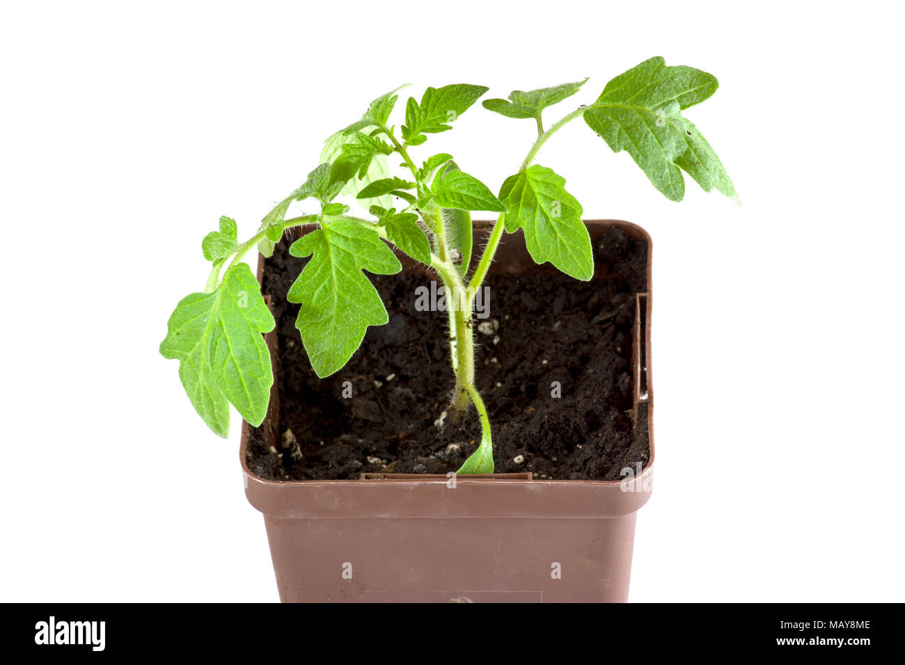 Junge Tomaten Pflanzen drinnen in den Töpfen für die Anpflanzung im Garten  Stockfotografie - Alamy