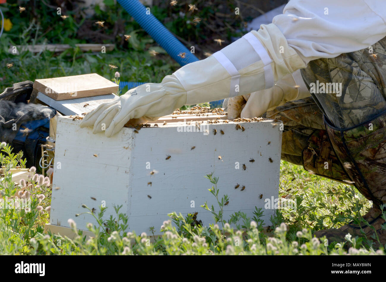 Ein Bienenstock geschätzte 40.000 Bienen zu enthalten, ist von einer Mauer von leerstehenden Gebäude entfernt. 272 auf Robins Air Force Base am 23. März 2018. Imker glauben die drei Schichten der Waben in der Wand wachsen bereits seit über drei Jahren. (U.s. Air Force Foto von Tommie Horton) Stockfoto