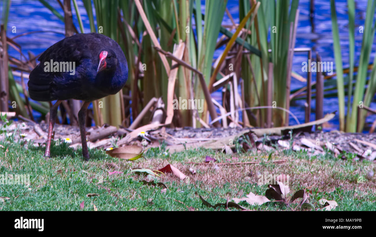 Pukeko Gebiet Stockfoto