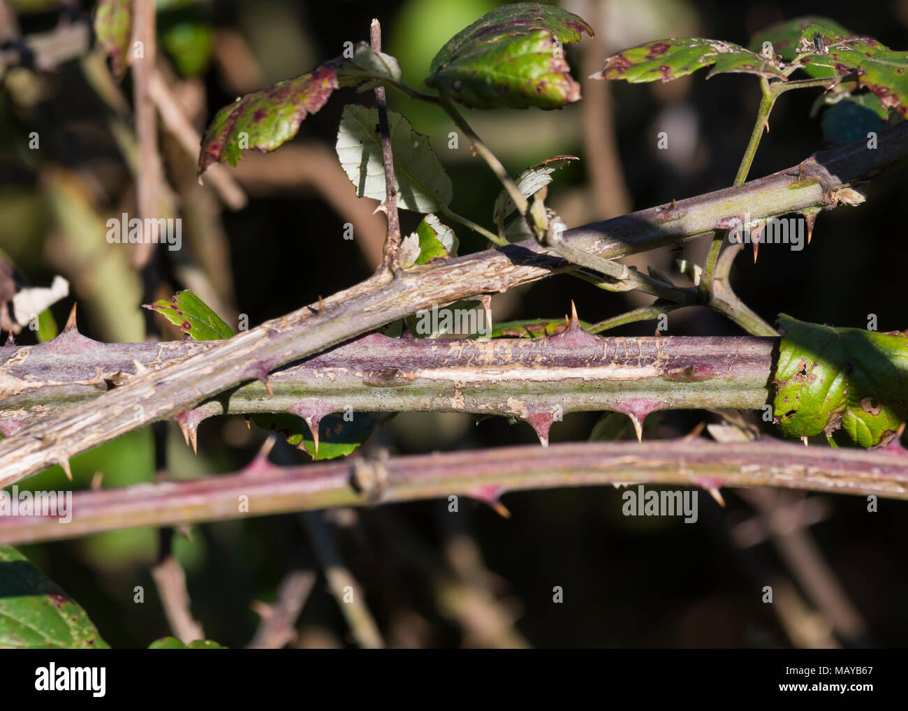 Überlappende dornige Brombeere Zweige im Winter. Stockfoto