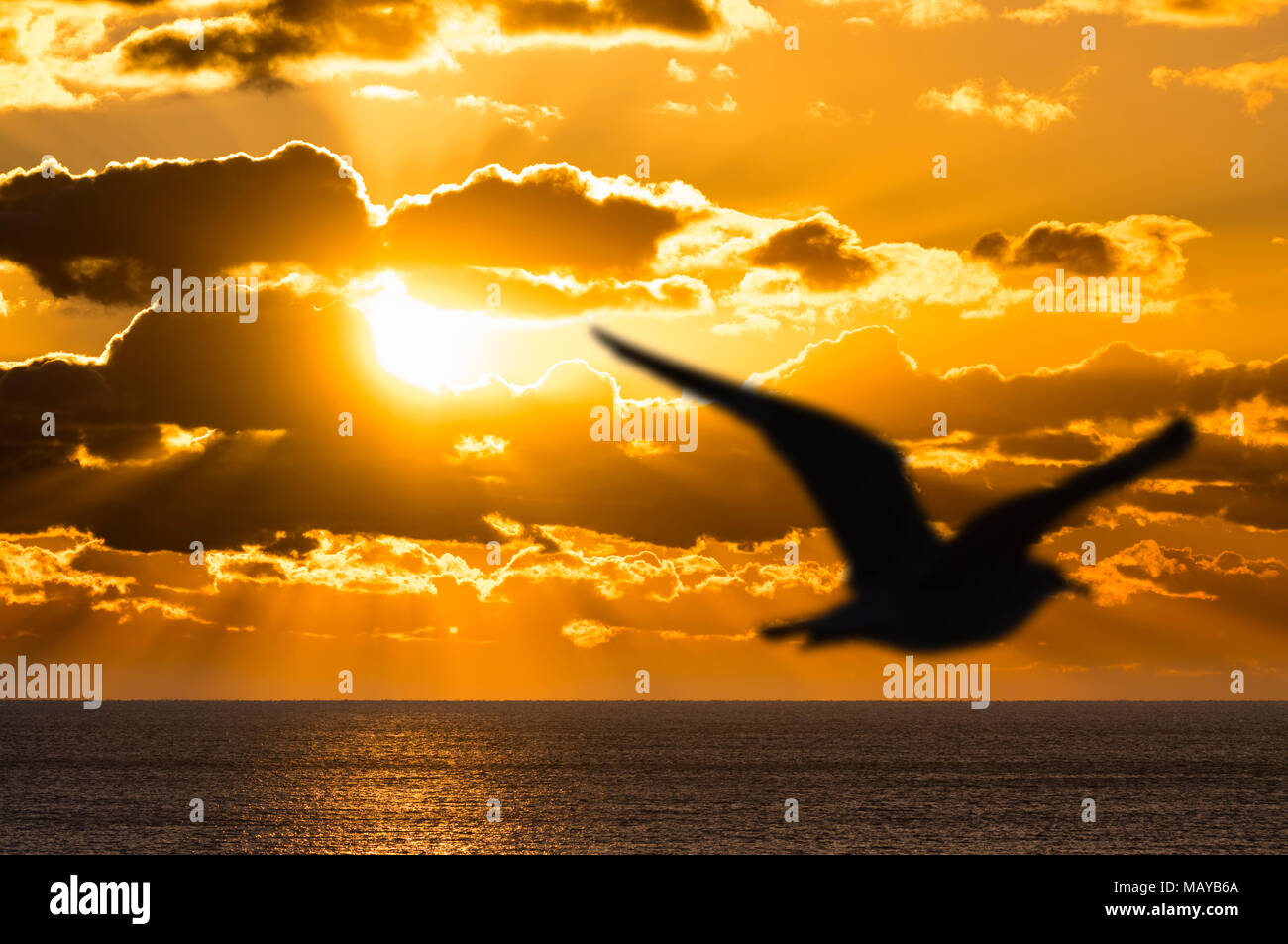 Silhouette einer Möwe über das Meer fliegen, wie ein dramatischer Sonnenuntergang über dem Ozean, mit Sonnenstrahlen deutlich sichtbar. Stockfoto